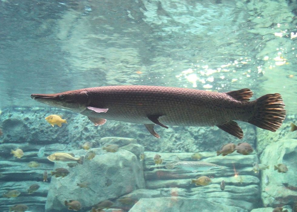 1200px Alligator Gar 10.JPG