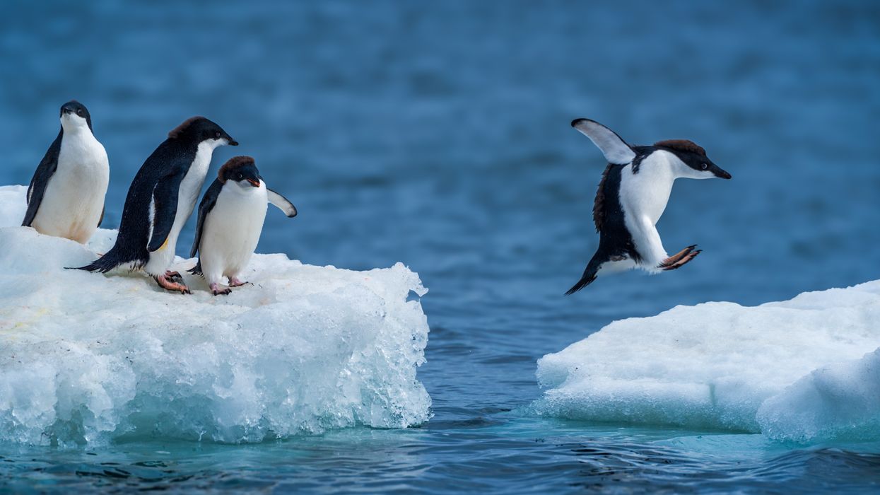 5 Surprising Penguin Facts to Celebrate World Penguin Day