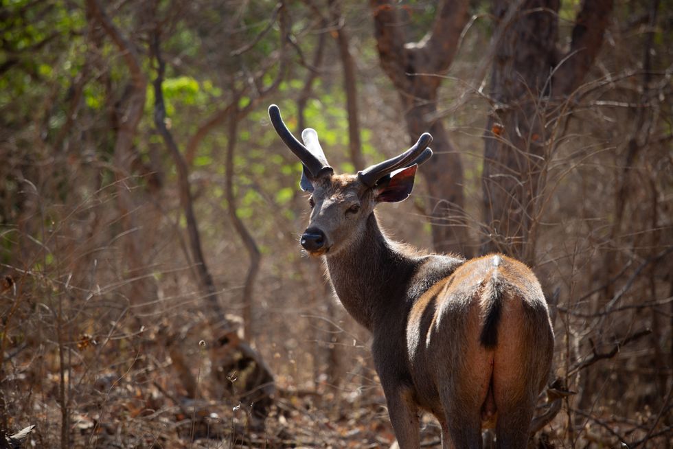 A Sambar deer