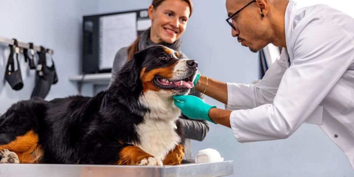 UK Watchdog Tells Vets to Publish Prices Amid Cost Surge UK Watchdog Tells Vets to Publish Prices Amid Cost Surge