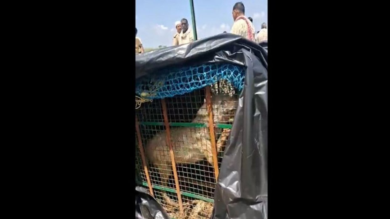 A video grab of the wolf that was caught in India’s Bahraich district. (Photo credit: ANI)