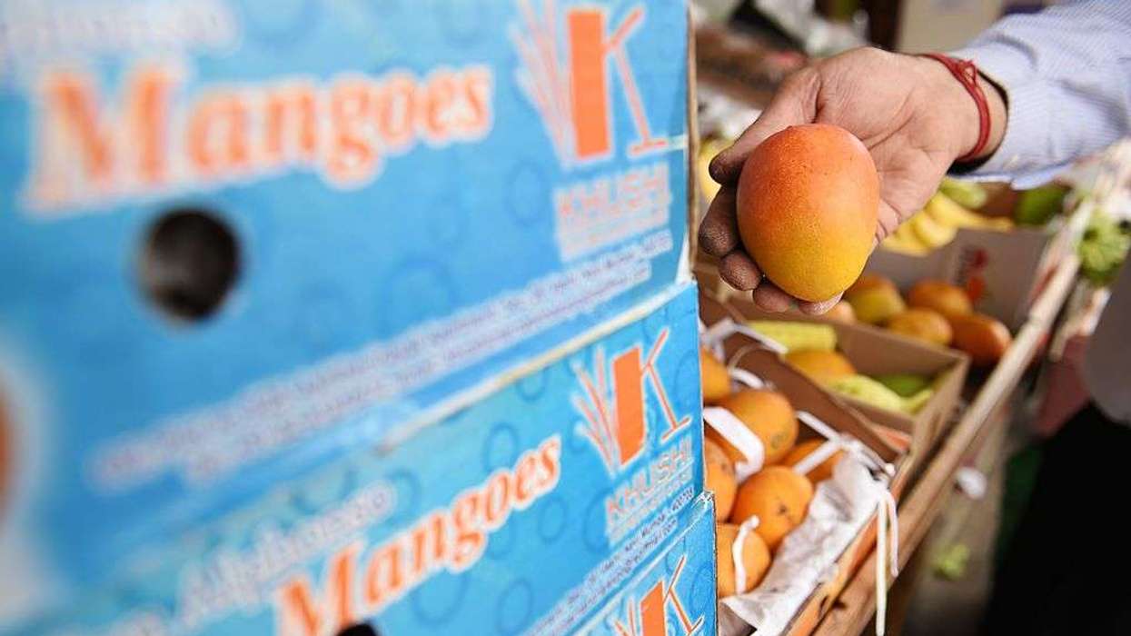 Alphonso-mango-uk