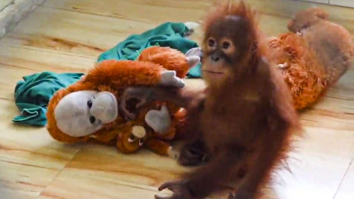 baby-orangutan-india