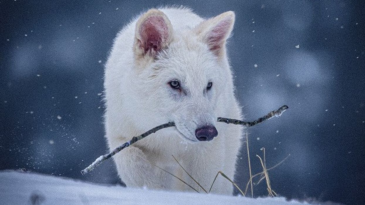 Back from Extinction: Scientists Successfully Revive Direwolf Species