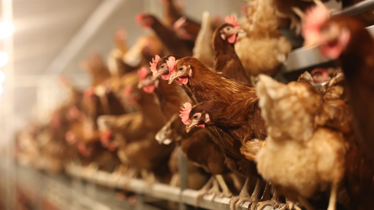 Bird-flu-Getty