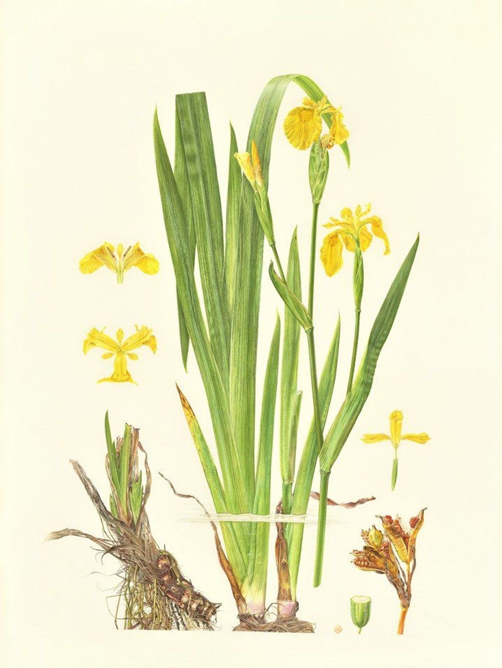 Botanic art five MAYES Iris pseudacorus 17 June 2023