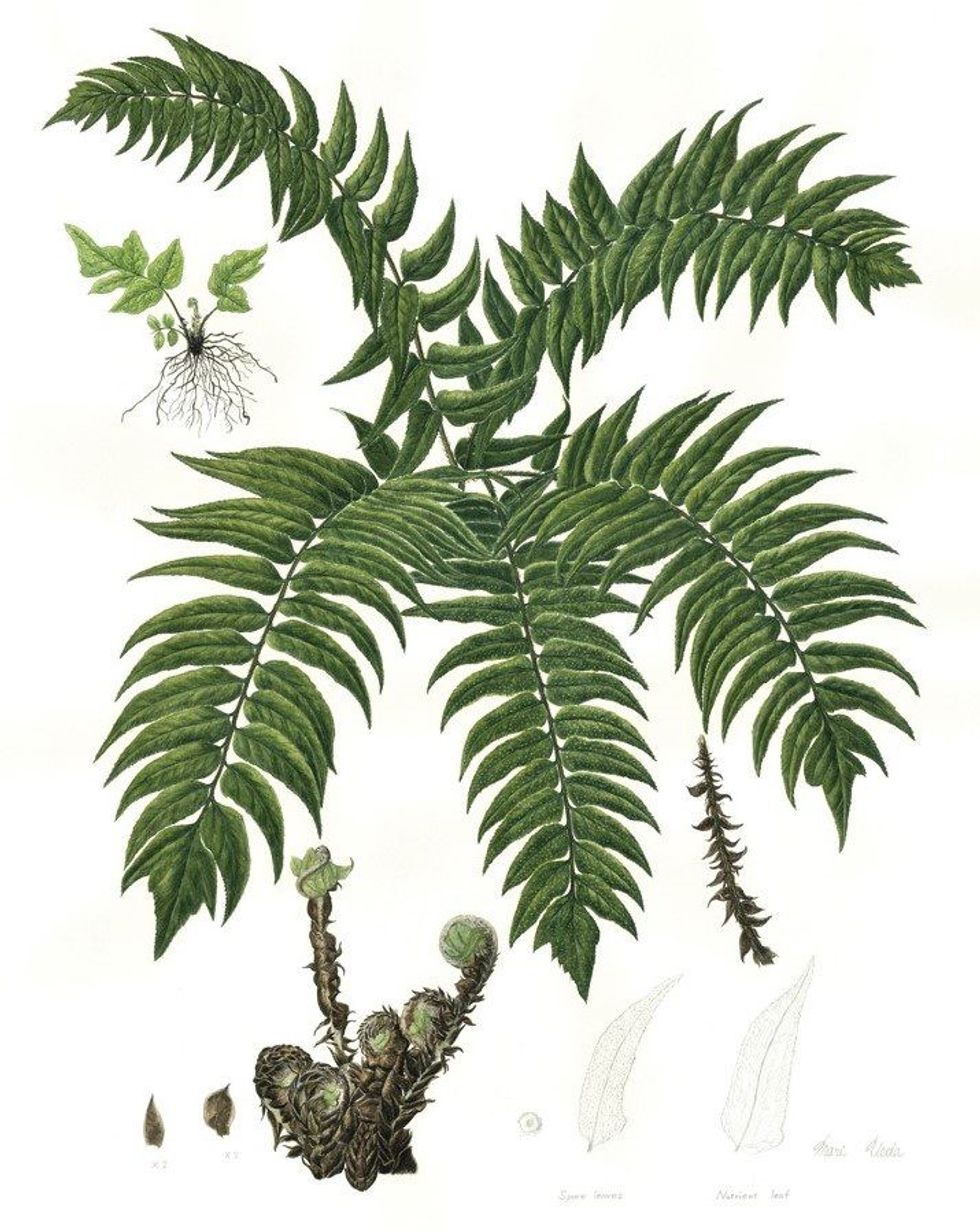 Botanic art four MARI Cyrtomium fortunei 17 June 2023 1