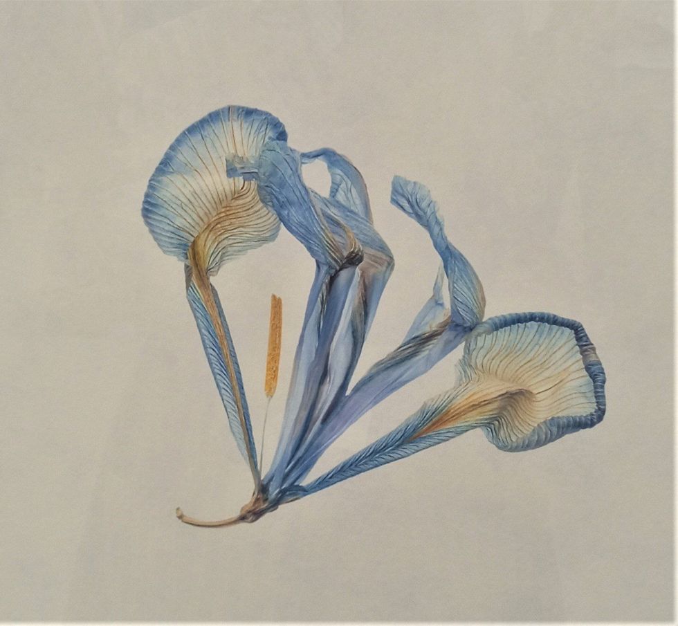 Botanic art one 17 June 2023
