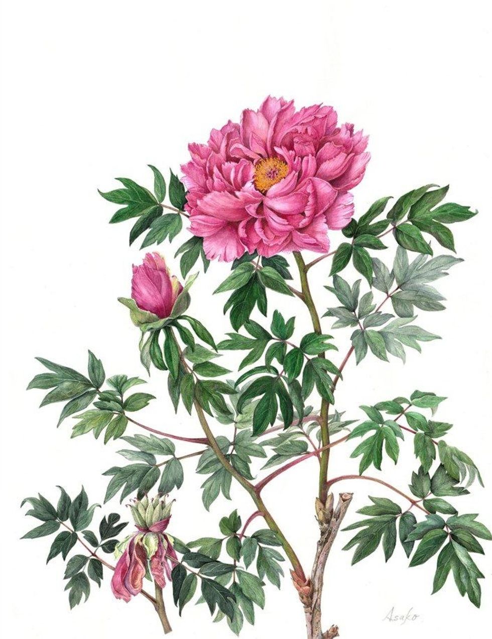 Botanic art three KUWAJIMA Paeonia suffruticosa Shimadaijin 17 June 2023 1