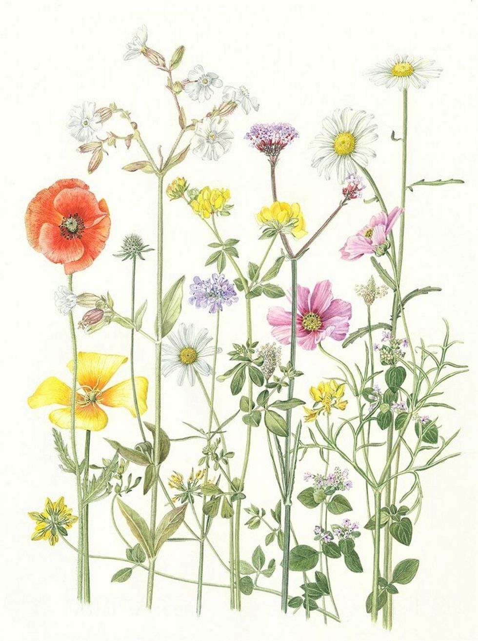 Botanic art two GIRLING Late July 17 June 2023