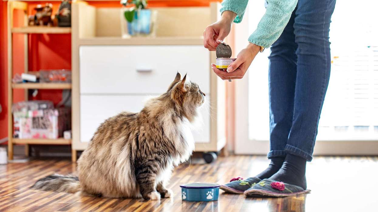 Cat food