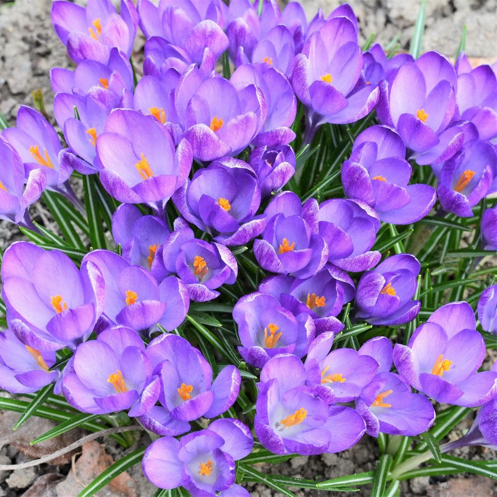 Crocus sativus 596805425.SHUT 7d3ec701 c7bd 412b a9a1 fb59fc5949b9 1400x