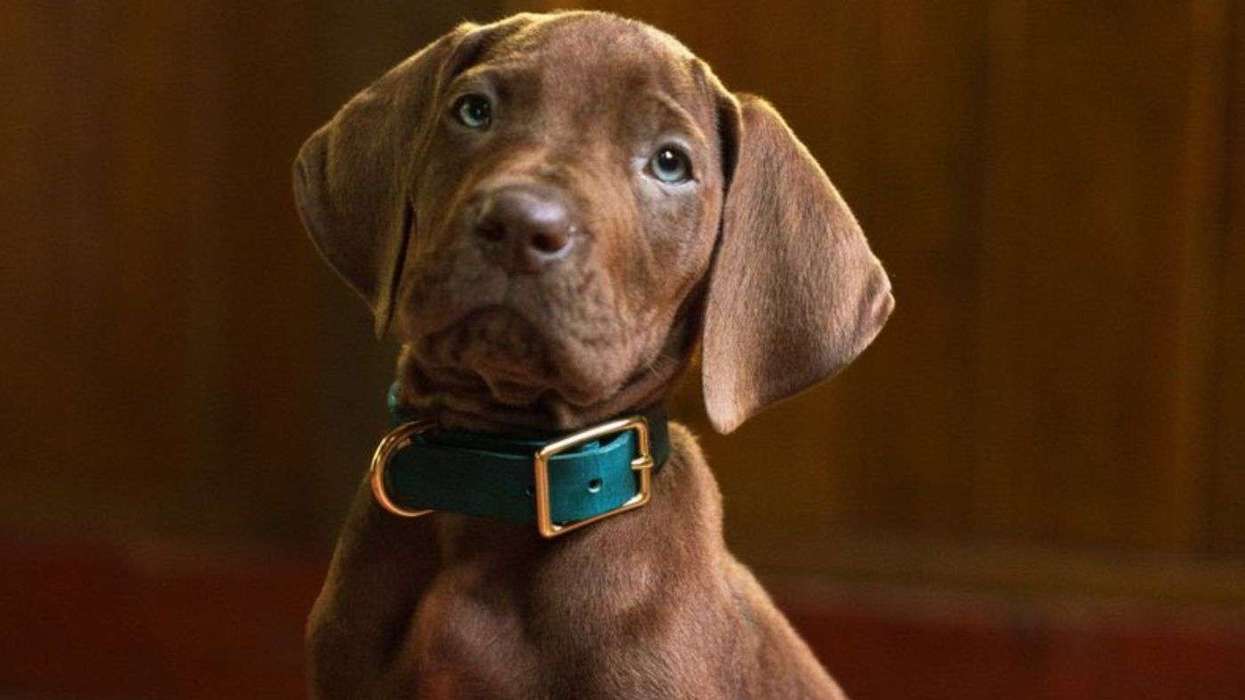 Netflix gives 'Scooby-Doo' an origin story more than 50 years after the franchise began