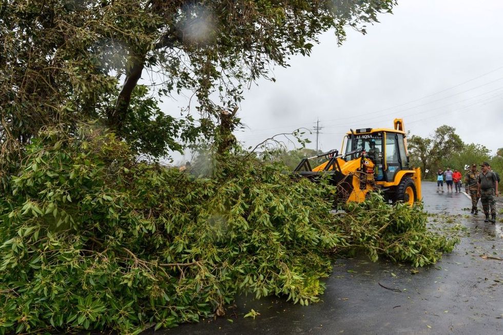Cyclone Biparjoy trees