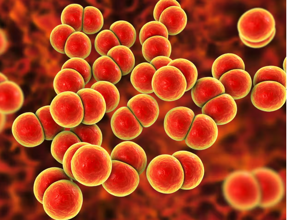 England Pioneers Global Gonorrhoea Vaccine Rollout