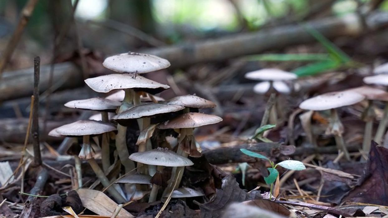 Deadly Aspergillus Fungus May Spread Faster With Warming | EasternEye