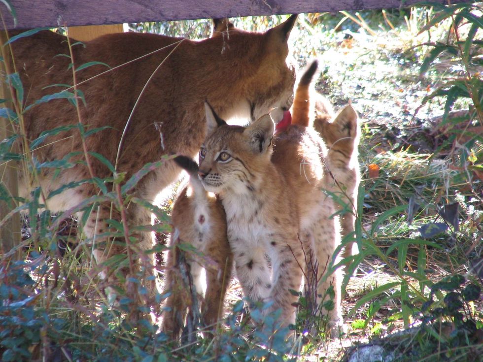 Finland\u2019s Ranua Wildlife Park