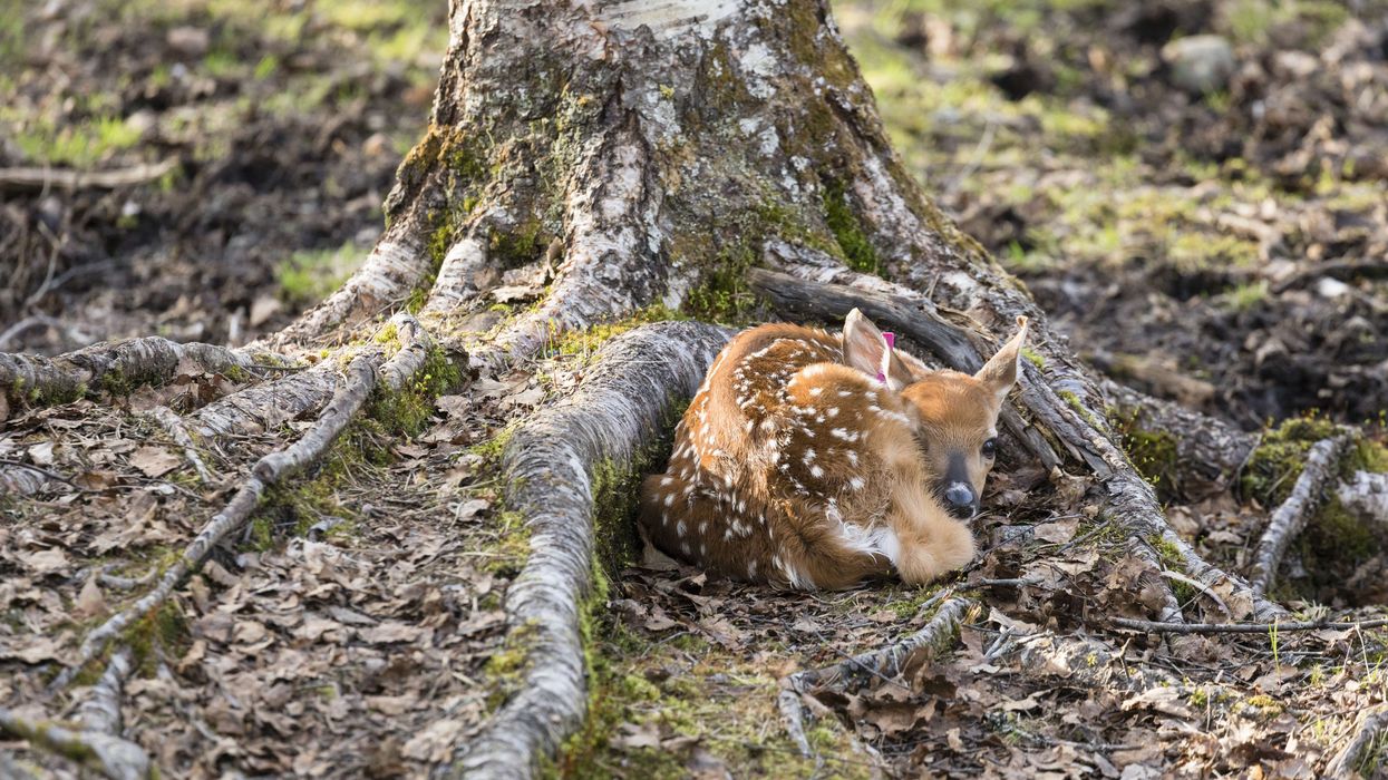 Finland’s Ranua Wildlife Park