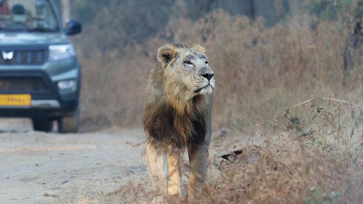 Gir lion Gujarat