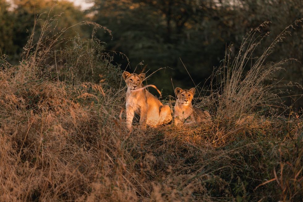 Gir National Park Gujarat