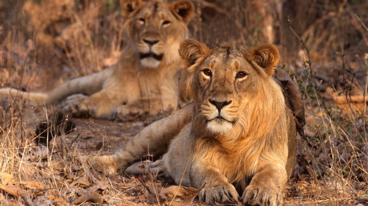 Gujarat’s Asiatic lion