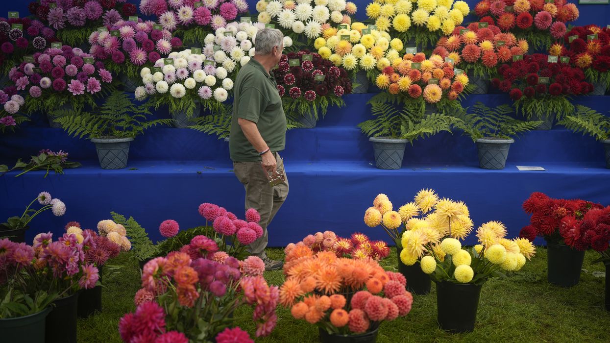 Harrogate flower show