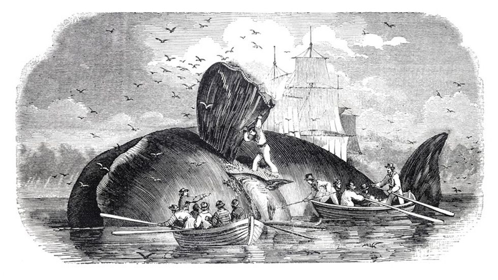 humpback-whale-hunting