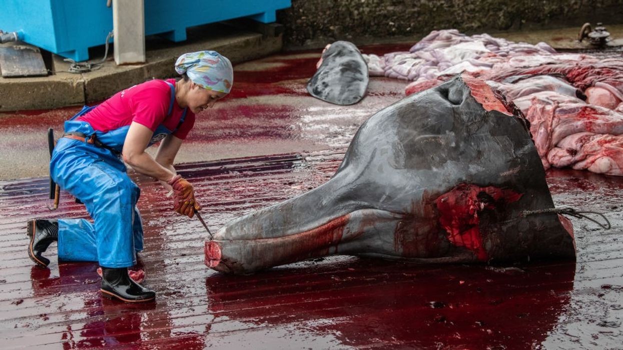 Johnson takes stand against 'cruel' Japanese whaling: report