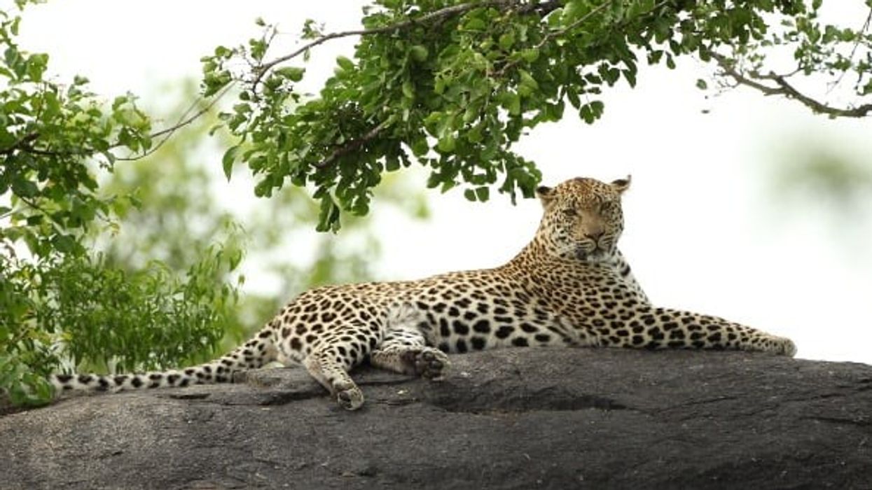 Living in harmony with leopards