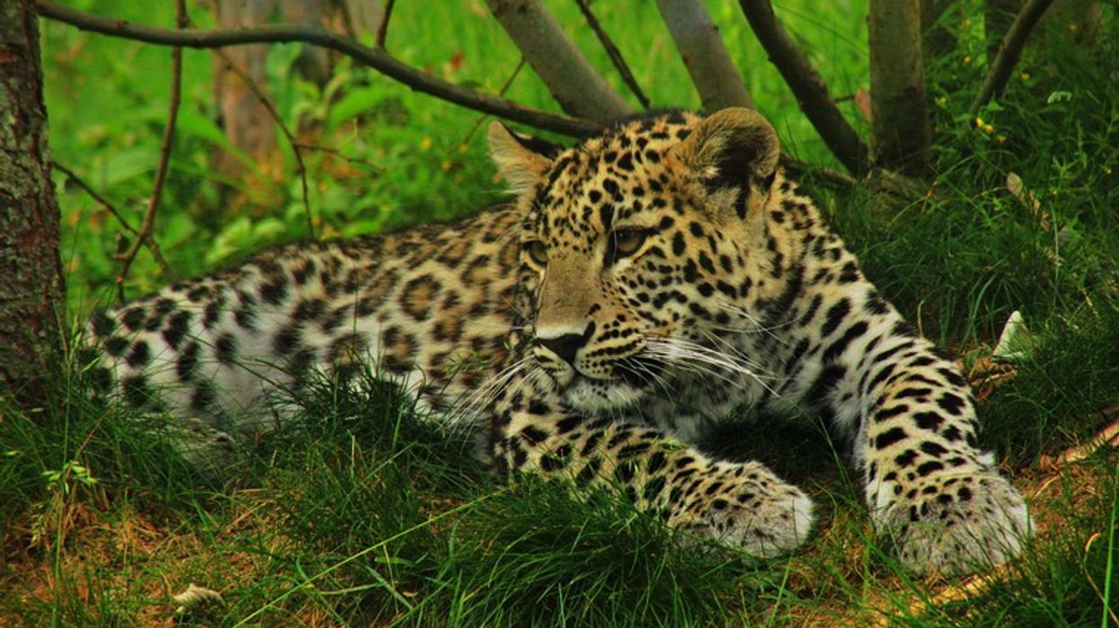 Rare Persian leopard pair sighted in Pakistan