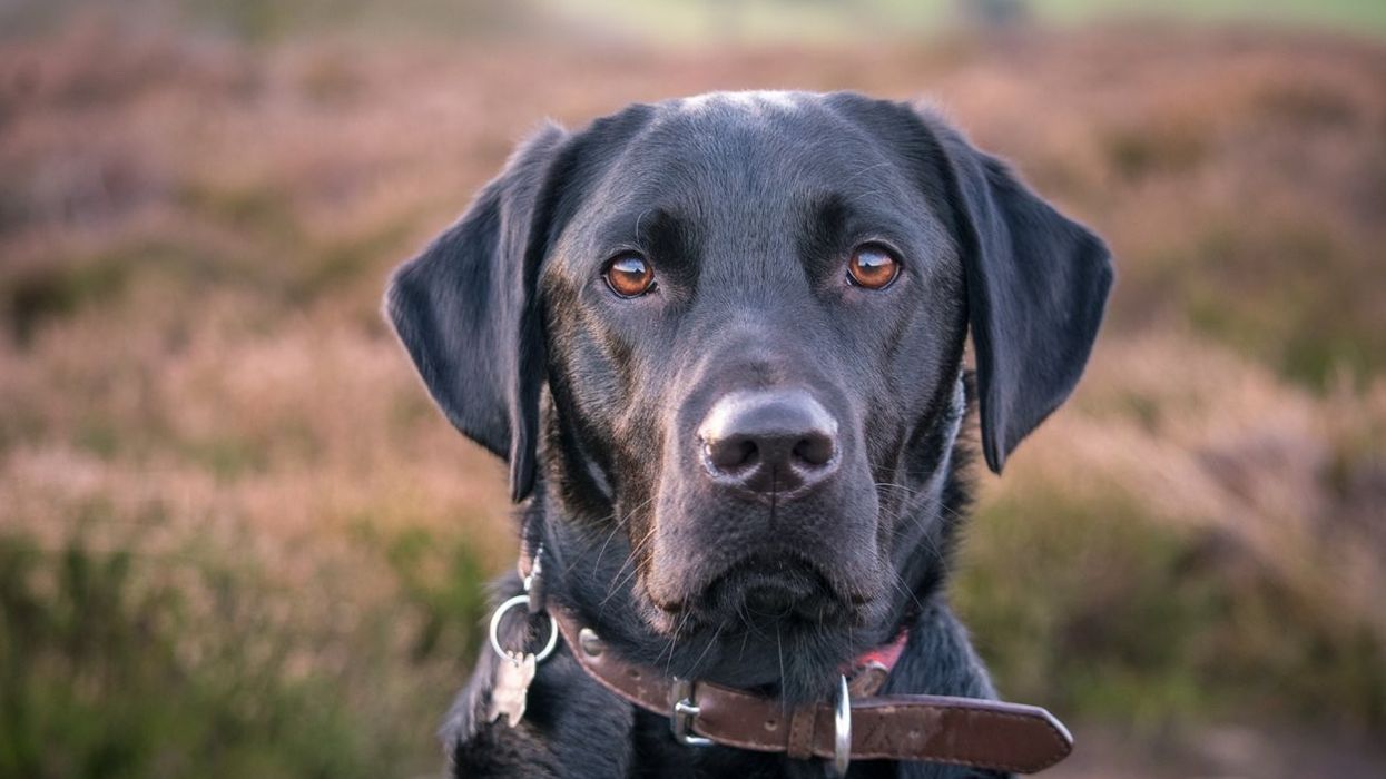 24 air passengers quarantined in Pakistan after trained dogs identify them as virus carriers