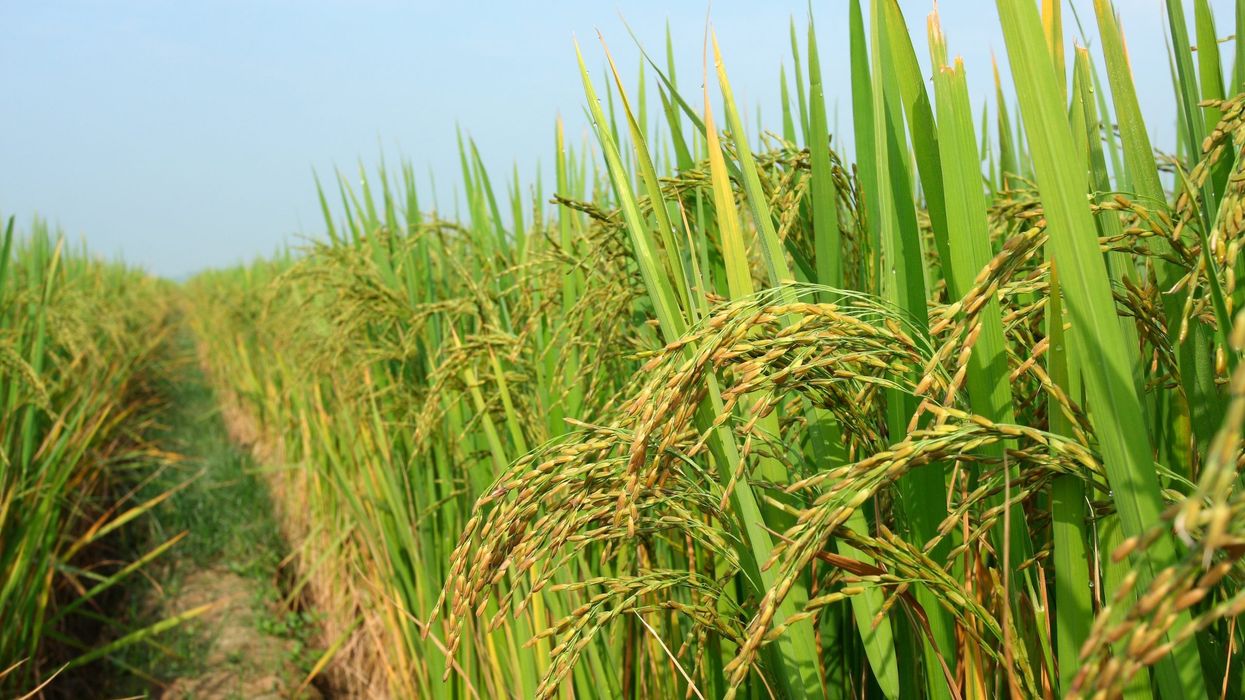 India, Pakistan basmati rice exporters 'agree to share ownership?'