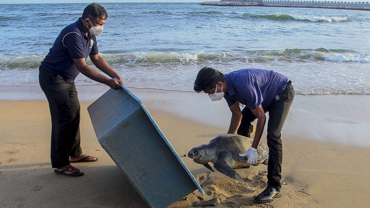 Fire-ravaged MV X-Press Pearl killed dolphins, turtles in Sri Lanka