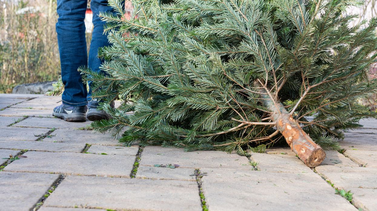 Elderly couple cut neighbours' fir tree in half