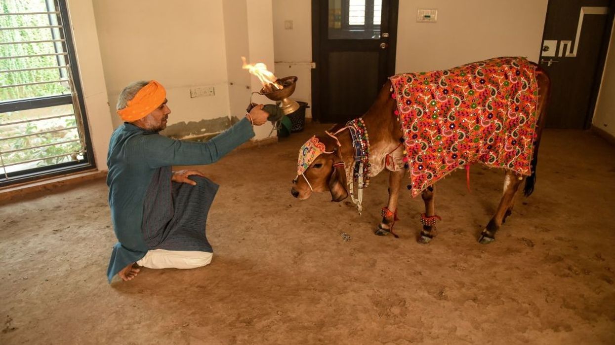 Hindu animal welfare body rescues Wales calf with three eyes, to worship as god
