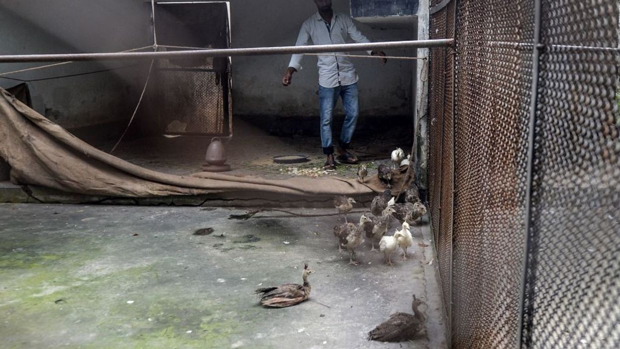 For sale: Peafowls and deer at Bangladesh zoo