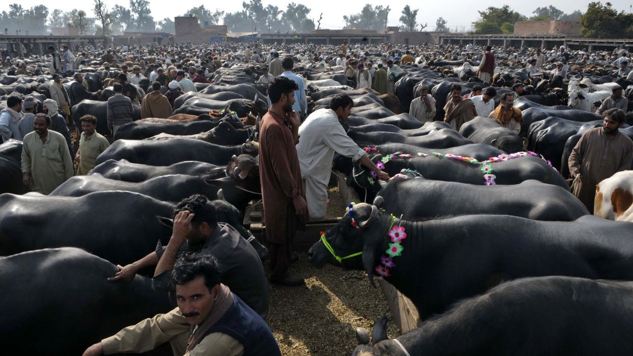 Indian Kashmir bans animal slaughter during Muslim festival