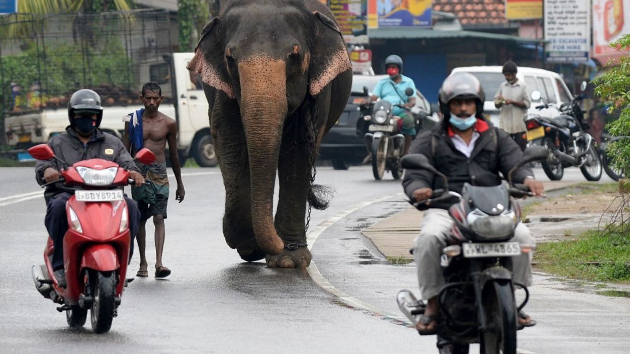 Sri Lanka bans 'drunk driving' of elephants in new protection law