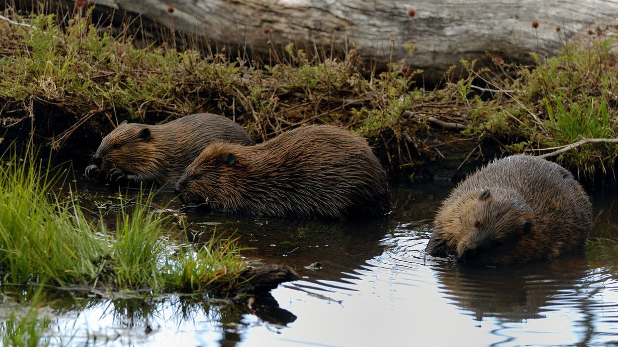 Britain may bring back beavers after four centuries
