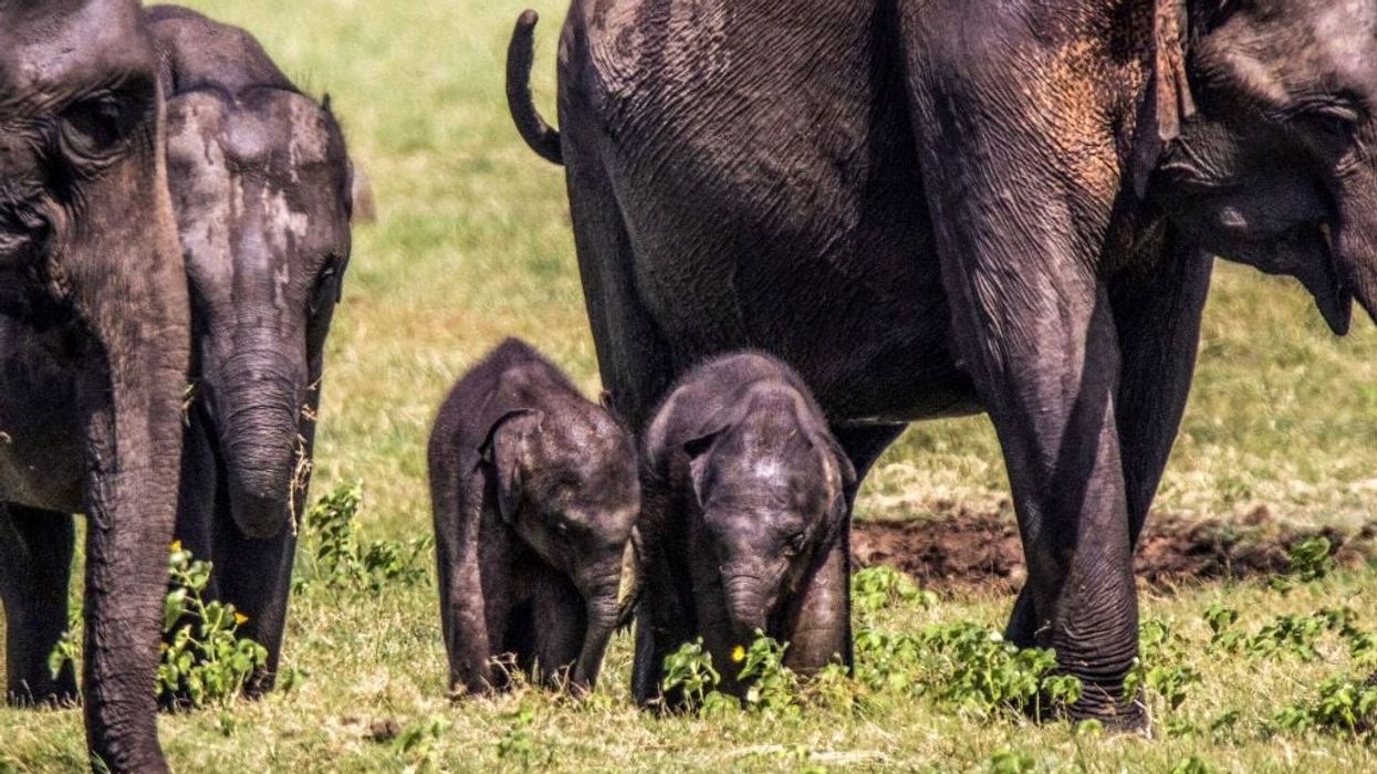 Sri Lanka reports rare birth of elephant twins