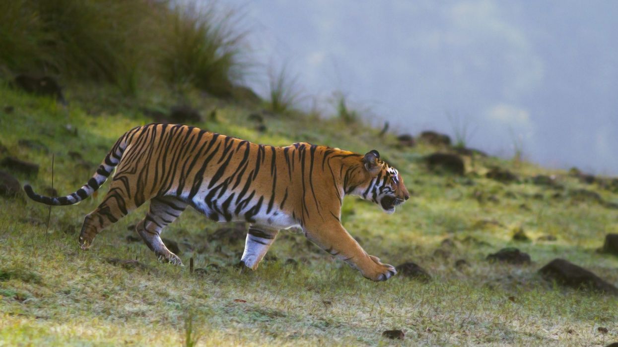 Activists cheer as India tigers make a roaring comeback