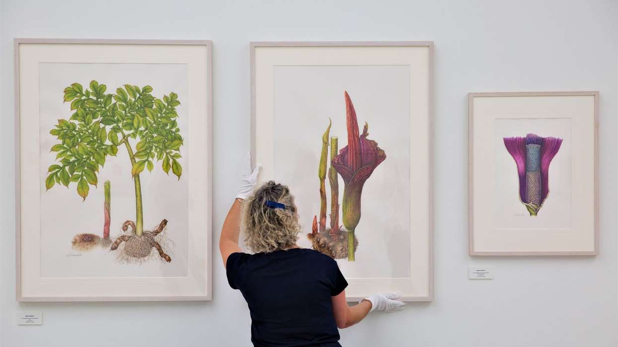 Blurry line between realistic botanical art and photography