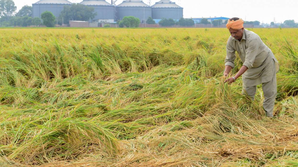 India's record rice crop brings problem of plenty for farmers juggling protest