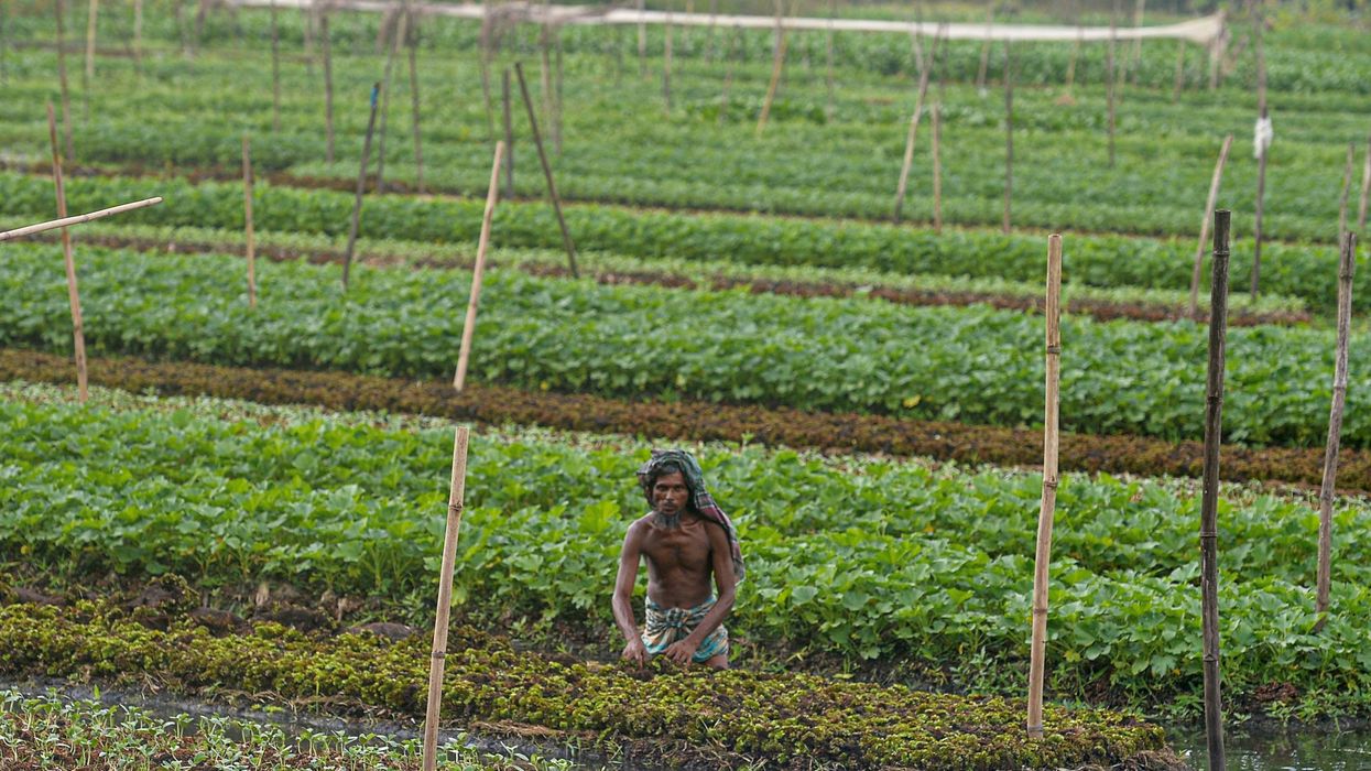 Floating farms, salt-resistant rice: Bangladeshis adapt to survive