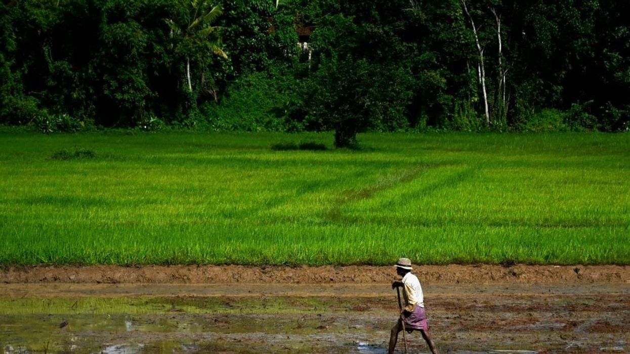 Sri Lanka's paddy crop slated to drop after chemical fertiliser ban