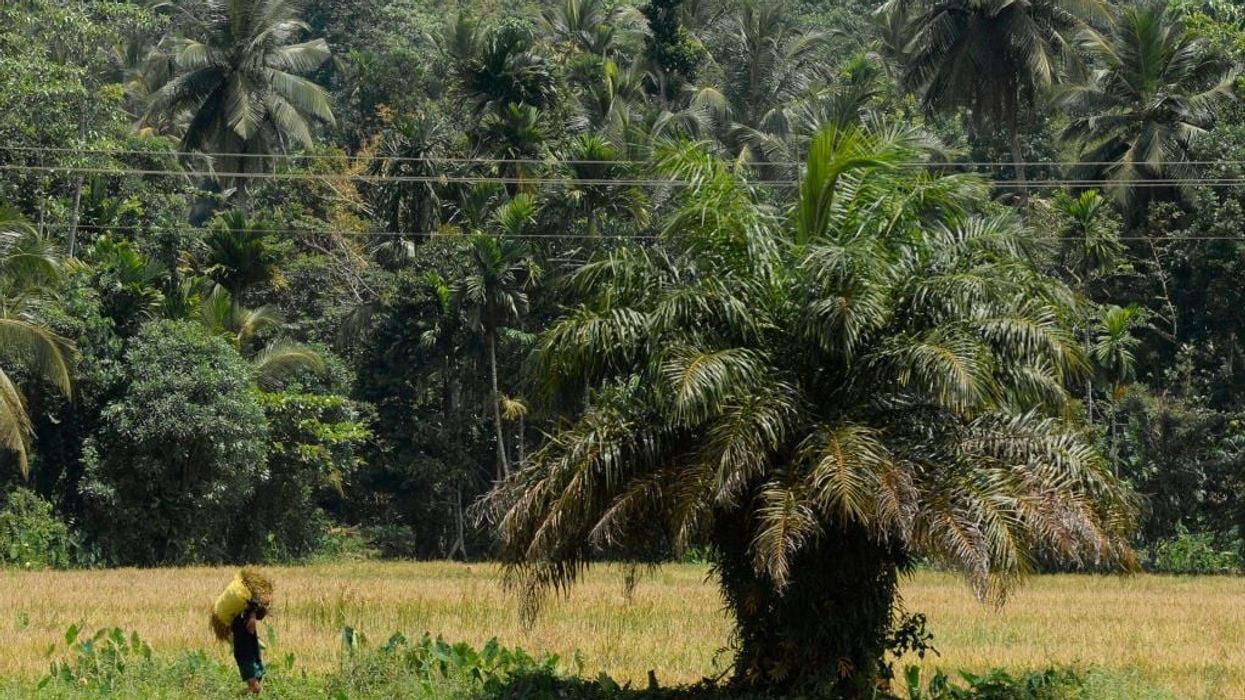 Sri Lanka ends farm chemical ban as organic drive fails