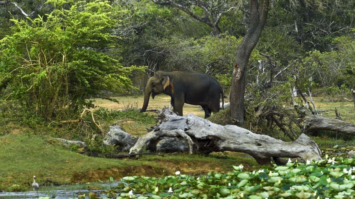 Elephant kills two Sri Lanka cricket stadium staff