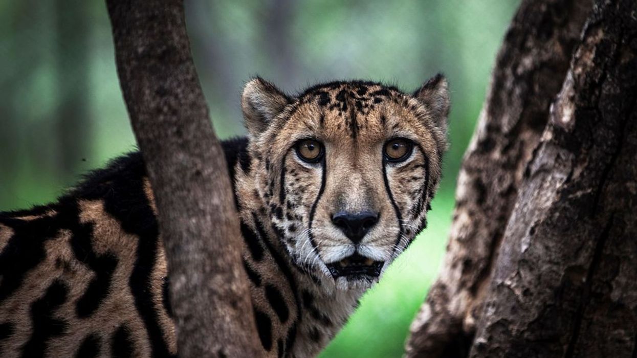 Seven decades after extinction, cheetahs set to return to India
