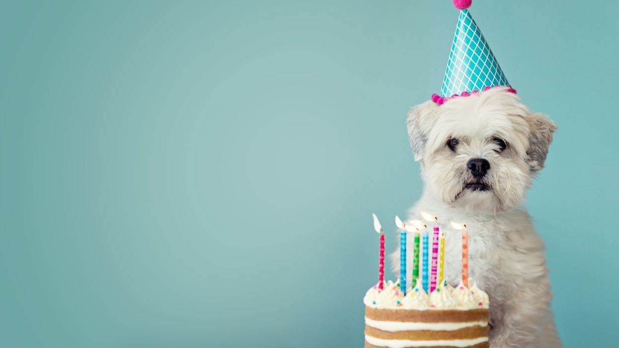 Gujarat: Brothers held for Covid-defying pet birthday bash