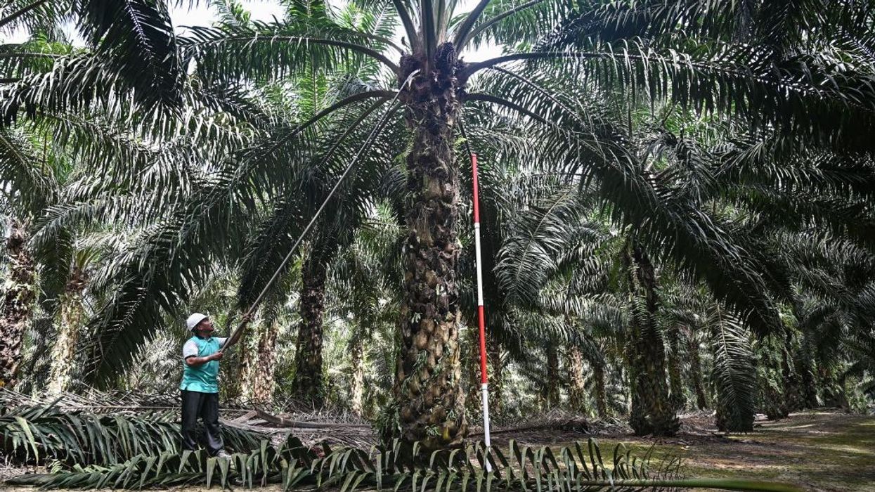 Malaysia may emerge as top palm oil supplier to India
